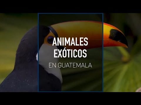 Animales exóticos en Guatemala