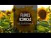 Flores irónicas de Guatemala