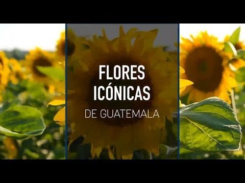 Flores irónicas de Guatemala