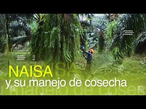 Naisa y su manejo de cosecha