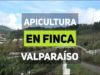 Apicultura en Finca Valparaíso