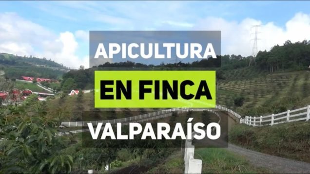 Apicultura en Finca Valparaíso