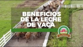 Beneficios de la leche de vaca