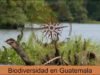 Biodiversidad en Guatemala