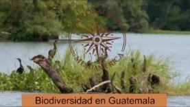 Biodiversidad en Guatemala