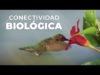 Conectividad Biológica