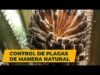 Control de plagas de manera natural