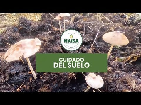 Cuidado del cuidado del suelo