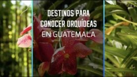 Destinos para conocer orquídeas en Guatemala