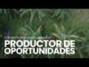 El sector palmicultor de Guatemala:  Productor de oportunidades