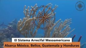 El sistema arrecifal Mesoamericano