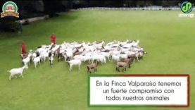 En Valparaíso tenemos un fuerte compromiso con los animales