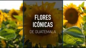 Flores icónicos de Guatemala