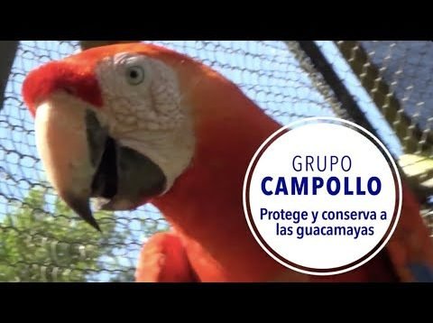 Grupo Campollo protege y conserva las guacamayas