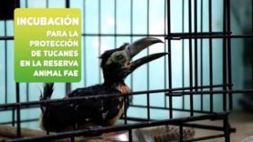 Incubación para la protección de tucanes en la reserva de animal FAE