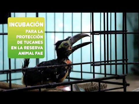 Incubación para la protección de tucanes en la reserva de animal FAE