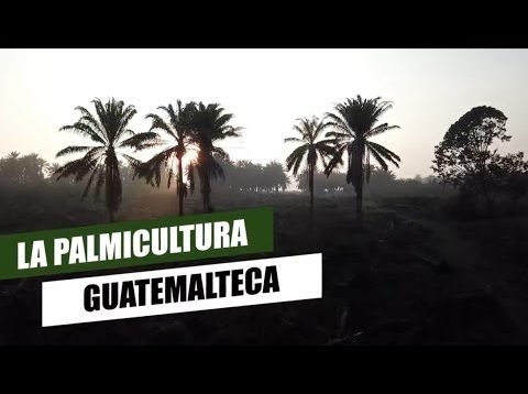 La Pamicultura guatemalteca