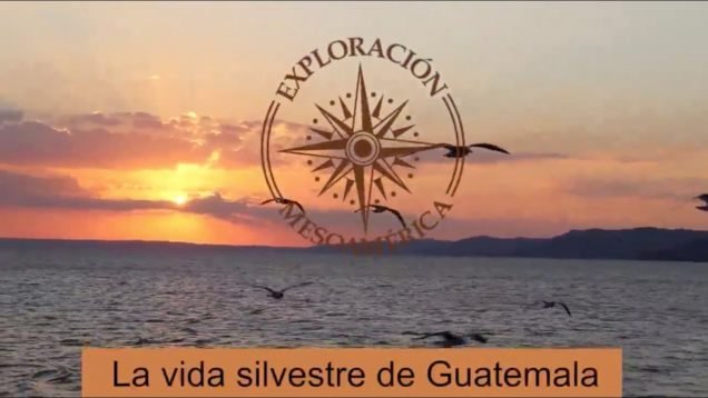 La vida silvestre de Guatemala