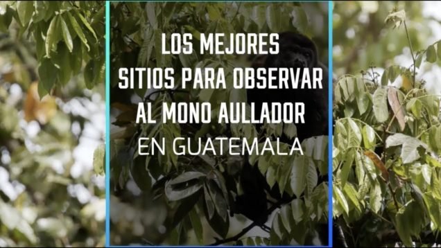 Los mejores sitios para observar al mono aullador