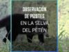 Observación de pizotes en la selva del Petén