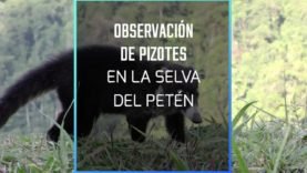 Observación de pizotes en la selva del Petén