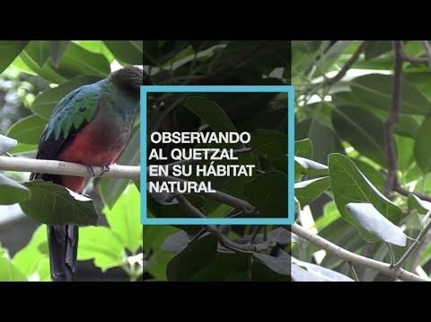 Observando el quetzal en su hábitat