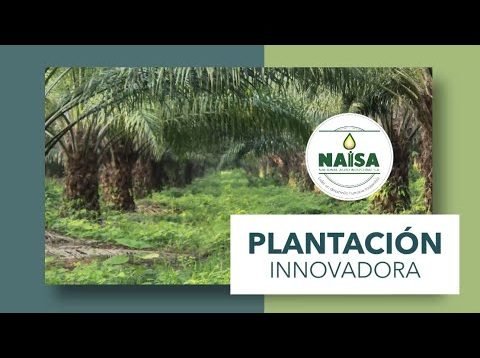 Plantación Innovadora