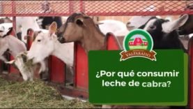 ¿Por qué consumir leche de cabra?