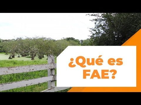 ¿Qué es FAE?