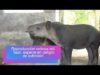 Reproducción exitosa de tapir