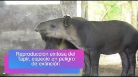 Reproducción exitosa de tapir