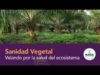 Sanidad Vegetal