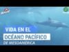 Vida en el océano pacífico