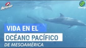 Vida en el océano pacífico