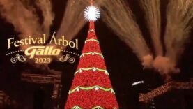 Festival Arbol Gallo