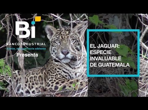 Jaguar especie invaluable de Guatemala
