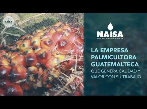 La empresa palmicultora de Guatemala que genera calidad y valor