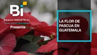 La flor de Pascua de Guatemala