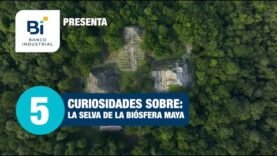 5 curiosidades sobre: La Selva Biósfera Maya