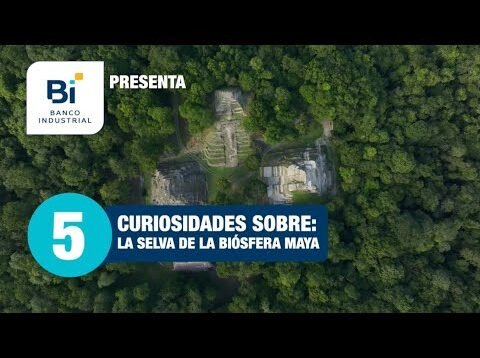 5 curiosidades sobre: La Selva Biósfera Maya