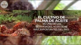 Cultivo de Palma de Aceite