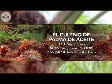 Cultivo de Palma de Aceite