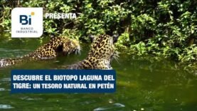 Descubre el Biotopo Laguna del Tigre: Un tesoro natural en Petén