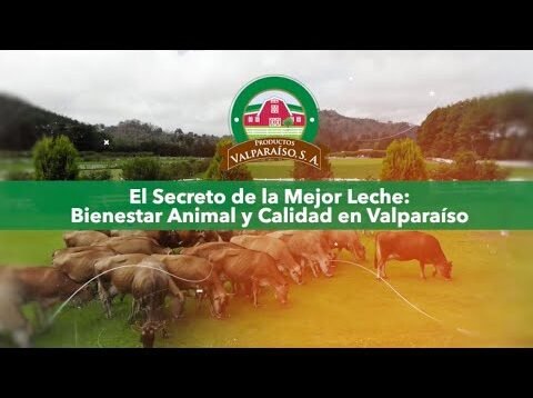 El secreto de mejor leche: Bienestar animal y calidad en Valparaíso