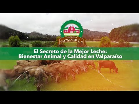 El secreto de mejor leche: Bienestar animal y calidad en Valparaíso