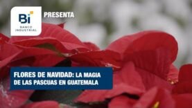 Flores de Navidad: La magia de las pascuas en Guatemala