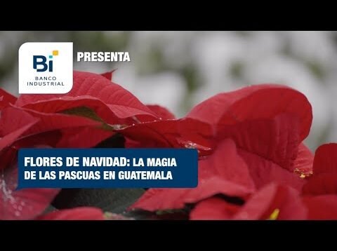 Flores de Navidad: La magia de las pascuas en Guatemala