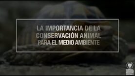 La importancia de la conservación animal para el medio ambiente