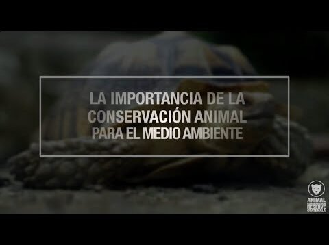 La importancia de la conservación animal para el medio ambiente