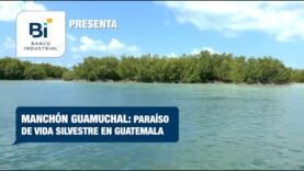 Manchón Guamuchal: Paraíso de vida silvestre en Guatemala